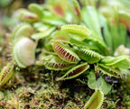 Altman Plants Live Venus Fly Traps Carnivorous Plants (3PK), Live Plants & Indoor Plants for Kids, Live Venus Fly Trap Plant Terrarium Plant Trio in Adult Venus Fly Trap Soil & Carnivorous Plant Soil