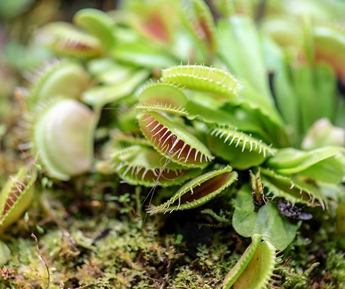 Altman Plants Live Venus Fly Traps Carnivorous Plants (3PK), Live Plants & Indoor Plants for Kids, Live Venus Fly Trap Plant Terrarium Plant Trio in Adult Venus Fly Trap Soil & Carnivorous Plant Soil