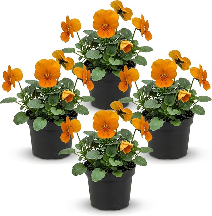 Live Healthy Flowering Pansies - Orange (4 Plants Per Pack), Beautiful Winter Color, 6" Tall by 4" Wide in 1 Pint Square Pot