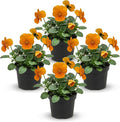 Live Healthy Flowering Pansies - Orange (4 Plants Per Pack), Beautiful Winter Color, 6" Tall by 4" Wide in 1 Pint Square Pot