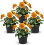 Live Healthy Flowering Pansies - Orange (4 Plants Per Pack), Beautiful Winter Color, 6" Tall by 4" Wide in 1 Pint Square Pot
