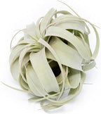 Large Xerographica Air Plants 5 to 7 Inch Wide - Air Plants Live Tillandsia Succulent House Plants Holders - Available in Wholesale/Bulk - Home and Garden Decor - Easy Care Indoor/Outdoor Plants(1 PC)