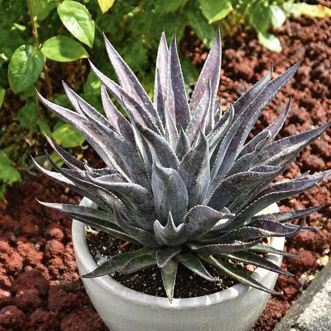 Mangave 'Thunderbird', 1.5" Plug - Live Succulent Plant, Agave Like Rosette, Low Maintenance Indoor Outdoor Plant for Home Garden Decor, Beginner-Friendly Live Plants