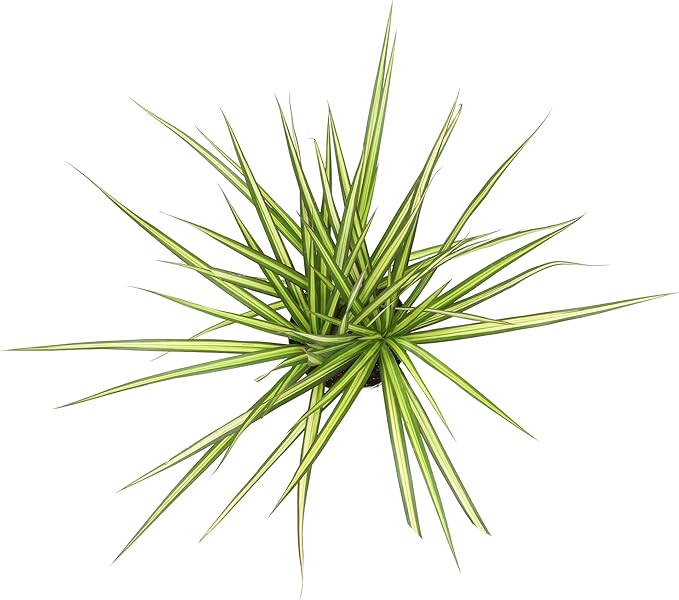 Real Dracaena Marginata 'Sunray' Dragon Tree in 6" Grower Pot, Live Houseplant, Easy Plant Decor, Air Purifying Houseplants for Home or Office by Plants for Pets