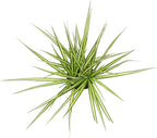 Real Dracaena Marginata 'Sunray' Dragon Tree in 6" Grower Pot, Live Houseplant, Easy Plant Decor, Air Purifying Houseplants for Home or Office by Plants for Pets