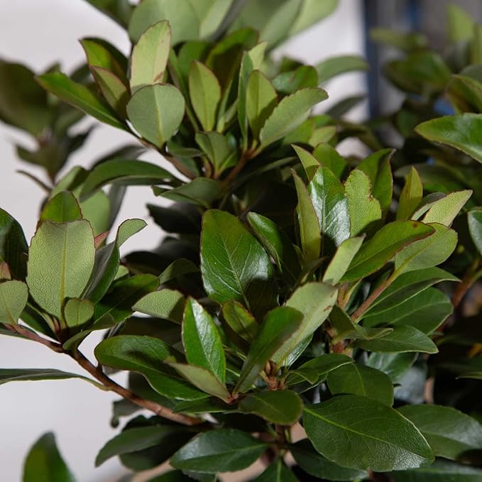 Snow White Indian Hawthorn (2.5 Gallon) White Blooming Evergreen Shrub - Full Sun Live Outdoor Plant