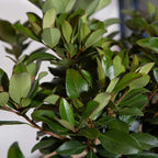 Snow White Indian Hawthorn (2.5 Gallon) White Blooming Evergreen Shrub - Full Sun Live Outdoor Plant