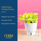 Costa Farms Champs Élysées Pothos Live Plant in Self Watering Pot, Indoor Houseplant, Trailing Vining, Perfect for Home, Room, or Office Decor, Great House Warming or Birthday Gift, 12-14 Inches Tall
