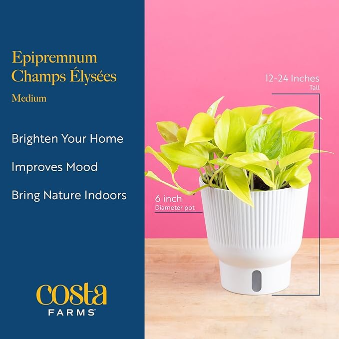 Costa Farms Champs Élysées Pothos Live Plant in Self Watering Pot, Indoor Houseplant, Trailing Vining, Perfect for Home, Room, or Office Decor, Great House Warming or Birthday Gift, 12-14 Inches Tall