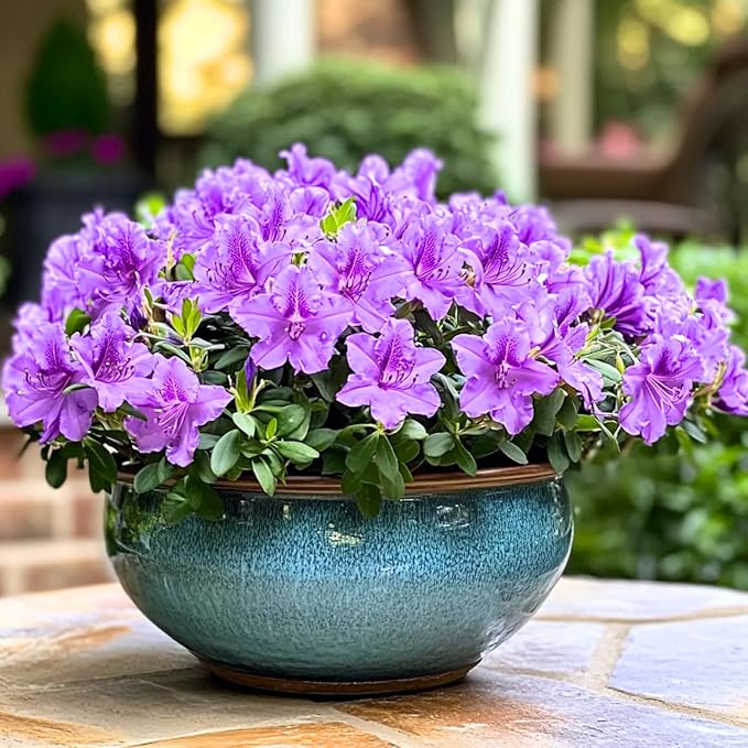 Purple Azalea Plant Live, 10 Inches Tall, Hardy Flowering Shrub for Outdoor Planting and Landscaping