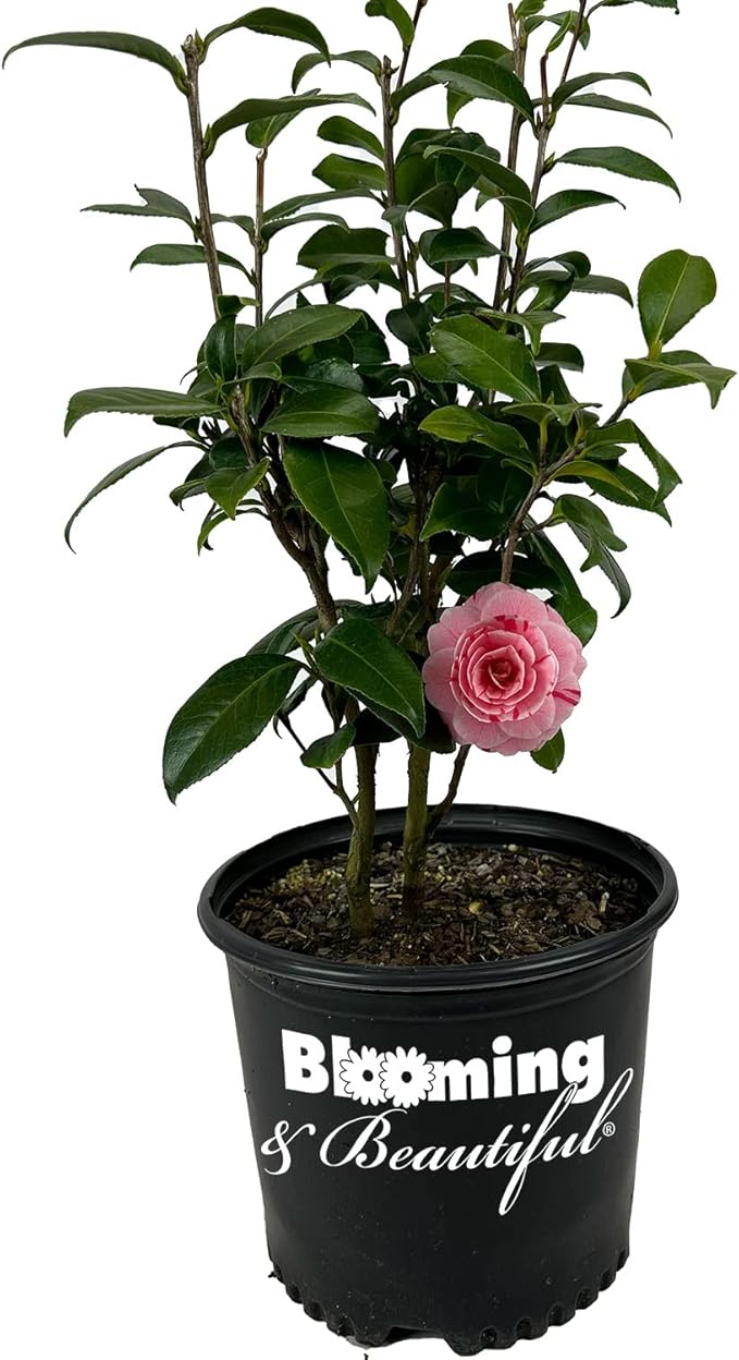 Blooming & Beautiful - La Peppermint Camellia - 3 Gal - Evergreen Shrub - White Blooms with Pink-Red Stripes - Zones 7-9 - Camellia Japonica ‘La Peppermint’ - 3 Gallon Pot