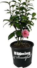 Blooming & Beautiful - La Peppermint Camellia - 3 Gal - Evergreen Shrub - White Blooms with Pink-Red Stripes - Zones 7-9 - Camellia Japonica ‘La Peppermint’ - 3 Gallon Pot