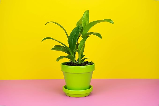 1 Live Orchid Plant | Dendrobium Orchid | Real Houseplant in Potting Soil Mix with Orchid Pot | Orchids | Flowering Plants | Decorative Flowers Orchid Mix | by Plants for Pets, Green