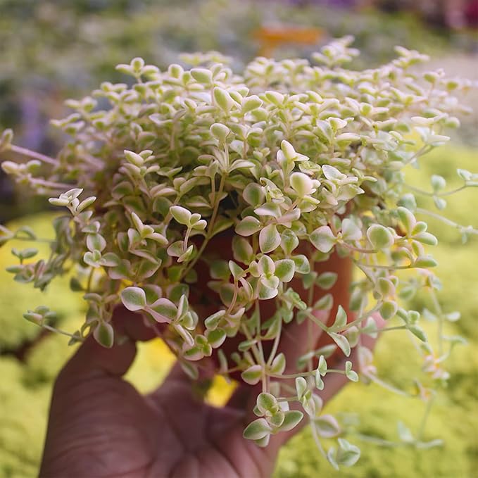 Sprout N Green 4" Sedum Little Missy Variegated, Live Trailing Succulent Rooted in Pot, House Plant for Home Office Wedding Hanging Decoration, DIY Projects, Party Favor, Pet Friendly, Easy to Care