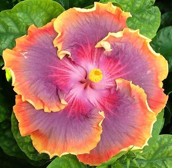 Hibiscus Mix 100+ Seeds Flowers Planting for Outdoor Indoor