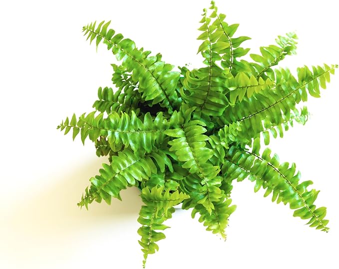 Mini Ferns for Terrariums/Fairy Garden - Live Plants - 3 Different Plants-2" Pots