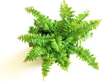 Mini Ferns for Terrariums/Fairy Garden - 5 Different Plants-2" Pots