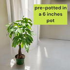 Live Money Tree Plant in 6 Inch Pot - Easy to Grow Air Purifying Live Plants Indoor Houseplants for Home Office Wedding Decorations & Birthday Gift (Heat Pack Included)