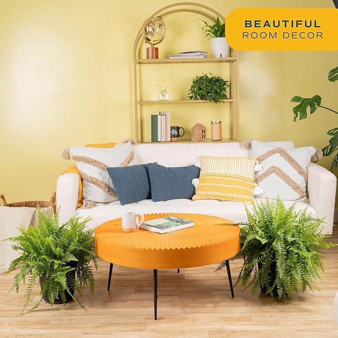 Costa Farms Boston Fern (2-Pack) Live Indoor Plants, 2-3 ft Tall - Low Light Air Purifying Houseplants - Real Hanging Ferns in 10-Inch Grower Pots - Lush Greenery for Office, Patio, or Home Decor Gift