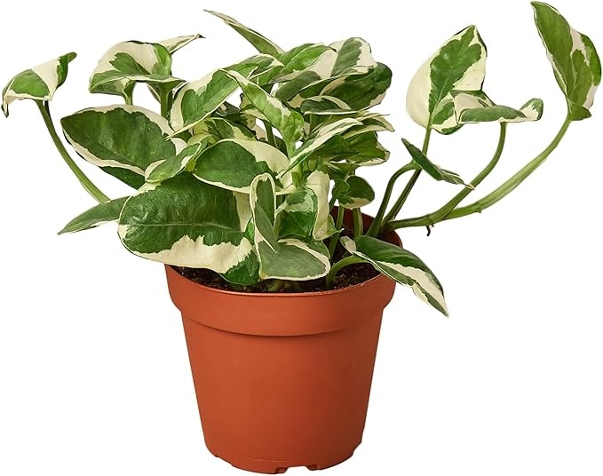 Pothos N'Joy Live Plant - Epipremnum aureum 'n'joy' - Variegated Devil's Ivy - Air Purifying Houseplant - Perfect Live Plant Foliage - CA Seller (4" Black Cyclinder Pot)