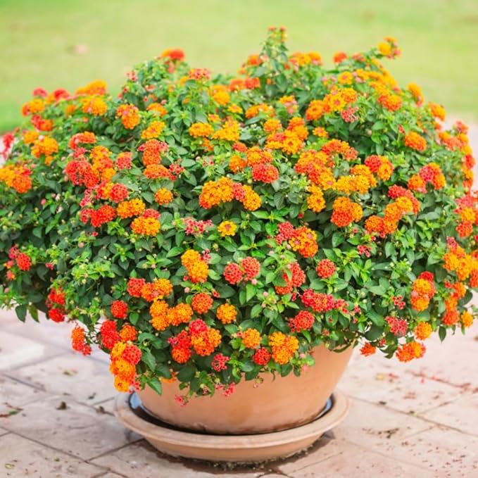 2 Random Lantana Plants Live Trees, Ready to Bloom, Hardy Long Blooming Seasons, Vibrant Colorful Perennial Fragrant, 5-10" in Tall, Full Sun Growing