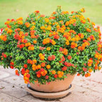 2 Random Lantana Plants Live Trees, Ready to Bloom, Hardy Long Blooming Seasons, Vibrant Colorful Perennial Fragrant, 5-10" in Tall, Full Sun Growing