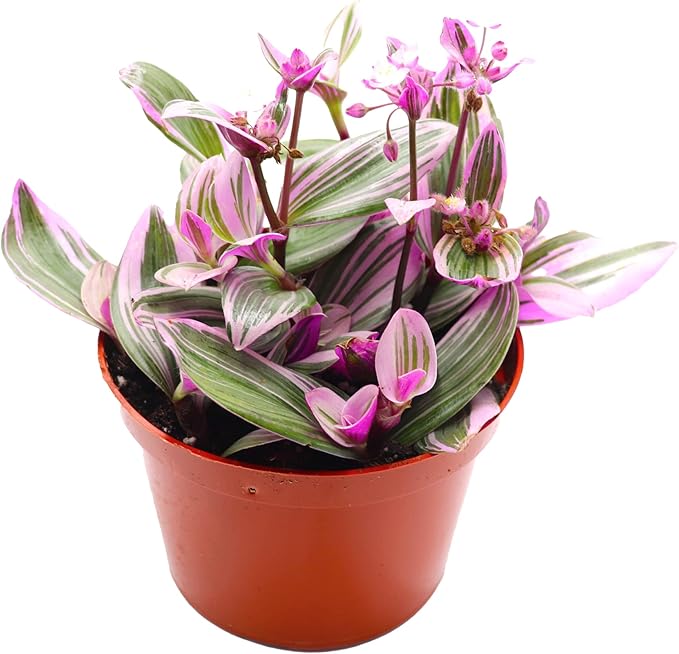California Tropicals Pink Tradescantia - Rare Nanouk - Live Houseplant Potted in Soil with Rooted Leaves - Easy Care Indoor Outdoor Plant, Mini Tiny Tropical Plant Garden, 6 inch Pot