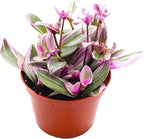 California Tropicals Pink Tradescantia - Rare Nanouk - Live Houseplant Potted in Soil with Rooted Leaves - Easy Care Indoor Outdoor Plant, Mini Tiny Tropical Plant Garden, 6 inch Pot