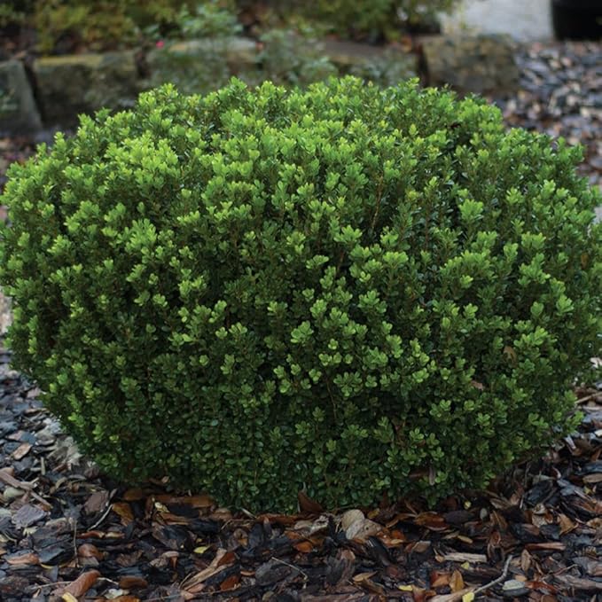 Southern Living Plant Collection 2.5 Quart - Baby Gem Boxwood, Green