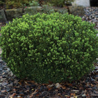Southern Living Plant Collection 2.5 Quart - Baby Gem Boxwood, Green