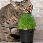 Doter Organic Potting Soil for Indoor Cat Grass, Great Seedling Soil for Wheat Grass, Bermuda, Catnip, and All Indoor Herb Plants