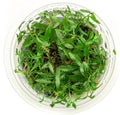 SubstrateSource Live Plant - Mermaid Weed Proserpinaca Palustris Tissue Culture Aquatic Live Aquarium Plant - 100% Snail Free in Vitro Cup (Mermaid Weed)
