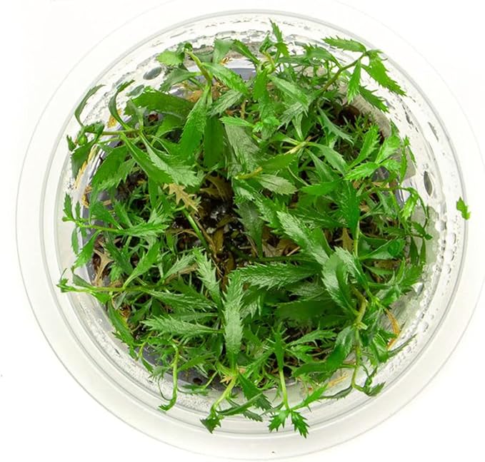 SubstrateSource Live Plant - Mermaid Weed Proserpinaca Palustris Tissue Culture Aquatic Live Aquarium Plant - 100% Snail Free in Vitro Cup (Mermaid Weed)