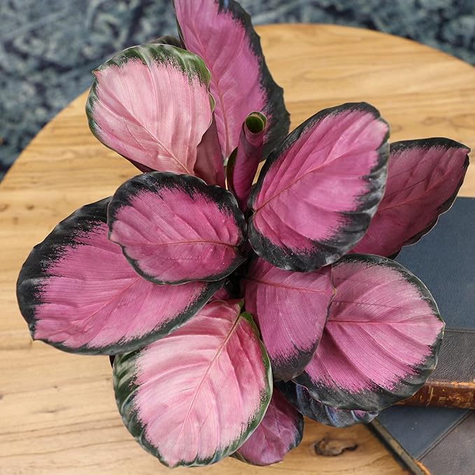 Plants for Pets Calathea Purple Rose Painted Peacock Houseplant, Unique Pet Friendly Decor in 6" White Pot, Live Botanical Gift, Cat Safe, Decorative Desk House Plants by Plants for Pets