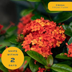 Costa Farms Live Ixora Plant Blooming Shrub in 10in. Pot, Grower's Choice Color Flowers - Houseplant for Garden & Home Decor - Indoor, Outdoor and Patio Plant