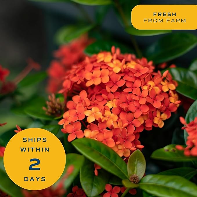 Costa Farms Live Ixora Plant Blooming Shrub in 10in. Pot, Grower's Choice Color Flowers - Houseplant for Garden & Home Decor - Indoor, Outdoor and Patio Plant