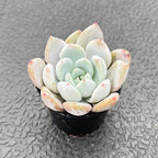 Sprout N Green x Graptoveria 'Orange Stone', 1 Live Succulent Plant Fully Rooted in 2" Pot, House Plant for Indoor Outdoor Home Office Wedding Decoration DIY Project Party Favor