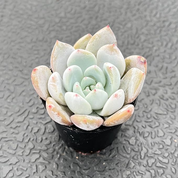 Sprout N Green x Graptoveria 'Orange Stone', 1 Live Succulent Plant Fully Rooted in 2" Pot, House Plant for Indoor Outdoor Home Office Wedding Decoration DIY Project Party Favor