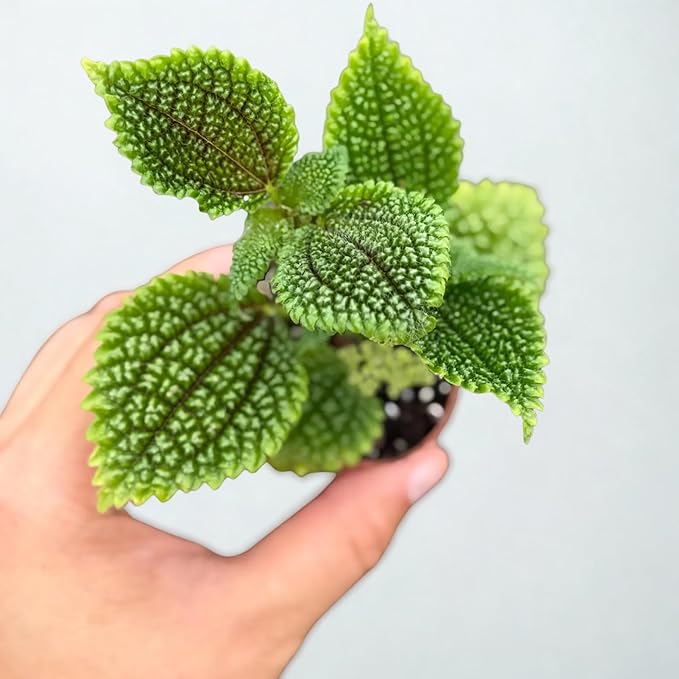 Pilea Moon Valley Live Plant – Rare Friendship Plant – Easy to Grow Indoor Outdoor Houseplant – Tropical Green Foliage Plant Gift for Home & Garden Decor (Heat Pack Included)