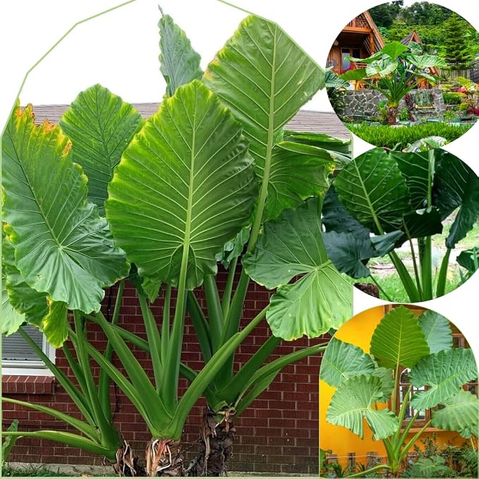 2 Green Giant Taro Alocasia Plants Live Houseplant for Indoor Outdoor Growing, 4 to 8 Inches Tall, Rare and Hardy