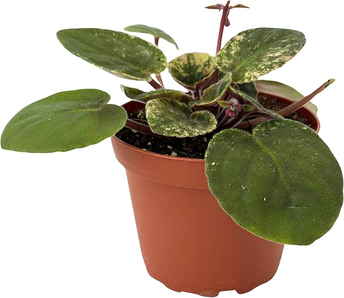 Live Plant Assorted African Violets 4" - Easy to Care and Grow Air Purifying Indoor House Plants - Rare African Violets Plant - Flowers for Home Office Room Decor & Giftable(Heat Pack Included)