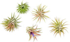 Air Plants Ionantha Mexican - Colors and Shape Varies Due to Seasonality-Live Tillandsia Succulent House Plants - Available in Wholesale and Bulk - Home and Garden Decor-Easy Care Plants (Pack of 5)