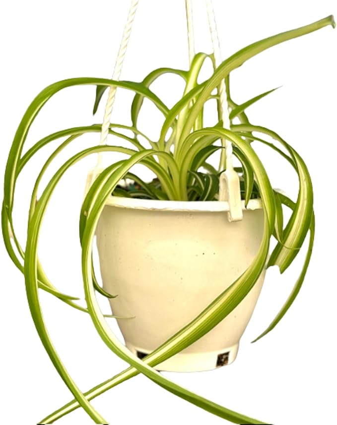 Spider Plant (Chlorophytum comosum) Live Plant in 4-Inch Pot - Easy Care Green & White Variegated Air-Purifying Houseplant for Home, Office, and Gifts (Heat Pack Included)