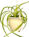 Spider Plant (Chlorophytum comosum) Live Plant in 4-Inch Pot - Easy Care Green & White Variegated Air-Purifying Houseplant for Home, Office, and Gifts (Heat Pack Included)