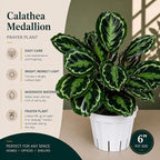 Calathea Medallion ROSEO Picta Live Plant - Air Purifier, Home Decor & Room Decor | Elegant Indoor Calathea Prayer Plant, Plants Live Houseplants | Perfect Live Indoor Plants