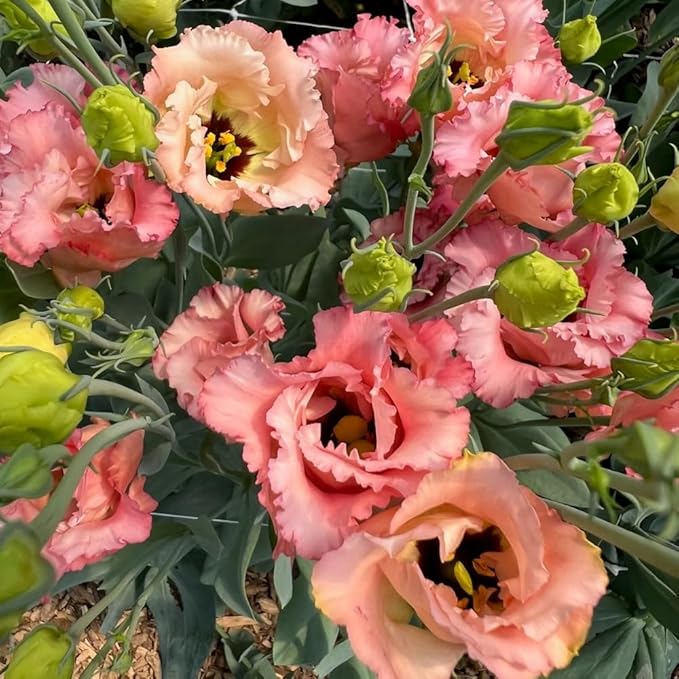 Eustoma Lisianthus Plant Live, Lisianthus Flowers Well Rooted Plug 2-3 Inch Height, Lisianthus Thornless Roses Seedling (Deep Apricot Lisianthus)