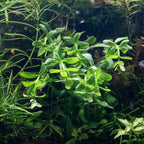 Ultum Nature Systems Hedyotis Salzmannii Tissue Culture Live Plant for Aquarium, Freshwater Fish Tank, Aquascaping - 100% Snail Free in Vitro