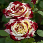 Rare Twin Red White Rose Seeds for Planting, 100+pcs Rare Red White Rose Flower Seeds Plants,Non-GMO Heirloom Home Garden Ground Cover Beauty Flowers for Outdoors Indoors