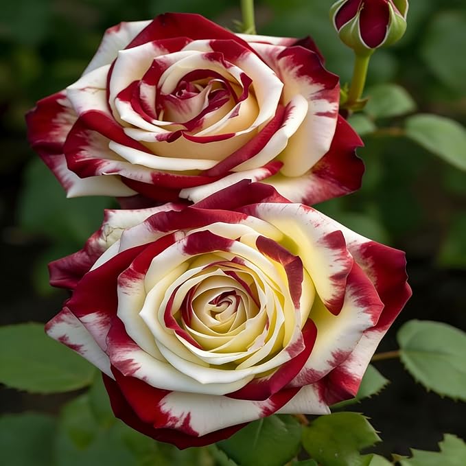 100pcs Rare Twin Red White Rose Color Rose Seeds for Planting, Non-GMO Ground Cover Flower Seeds, Heirloom Rare Garden Flowers in Outdoors