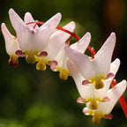 100pcs Dicentra Spectabilis Seeds for Planting, Non-GMO Heirloom Bleeding Heart Flower Seeds, Rare Blooms Flowers Attracts Pollinators for Garden Home Outdoors